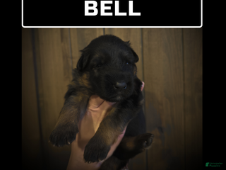 German Shepherd dogs Bell - Ad 26
