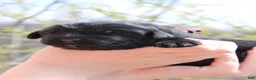 Newfoundland dogs for sale: Katydid - Ad 6