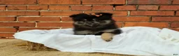 Pomeranian dogs for sale: Mickey - Ad 3