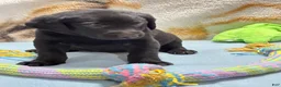 Labrador Retriever dogs for sale: Chucky - Ad 3