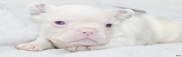 French Bulldog dogs for sale: Kodiak-Koi Choc & Tan w Testable  - Ad 2