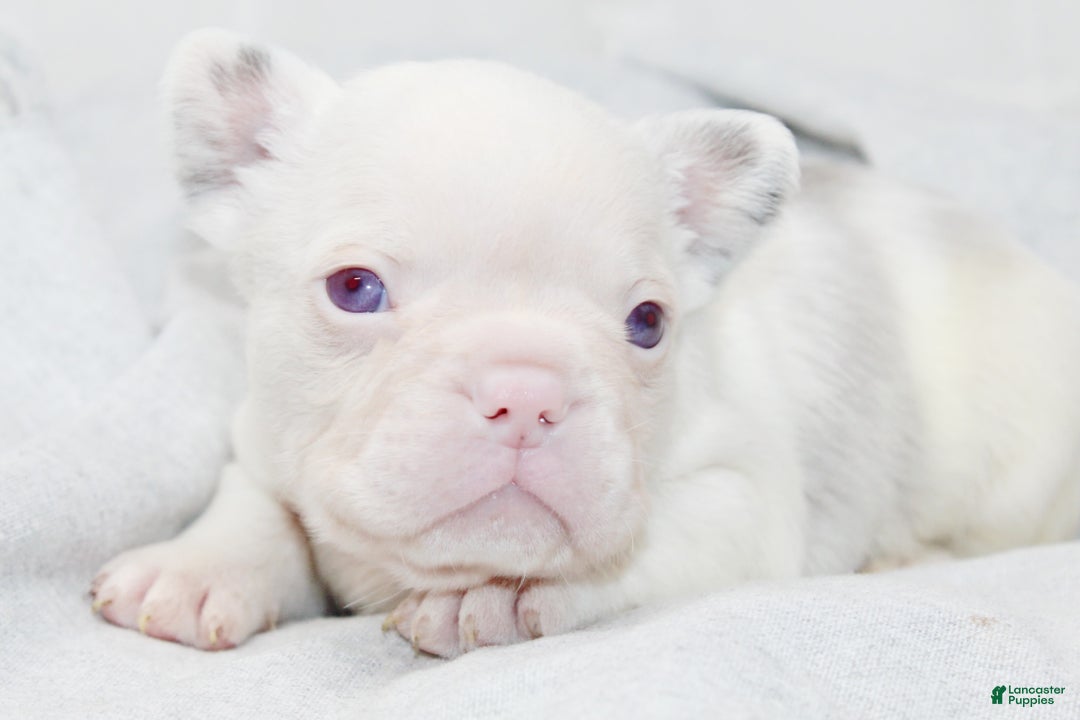 French Bulldog dogs for sale: Kodiak-Koi Choc & Tan w Testable  - Ad 2
