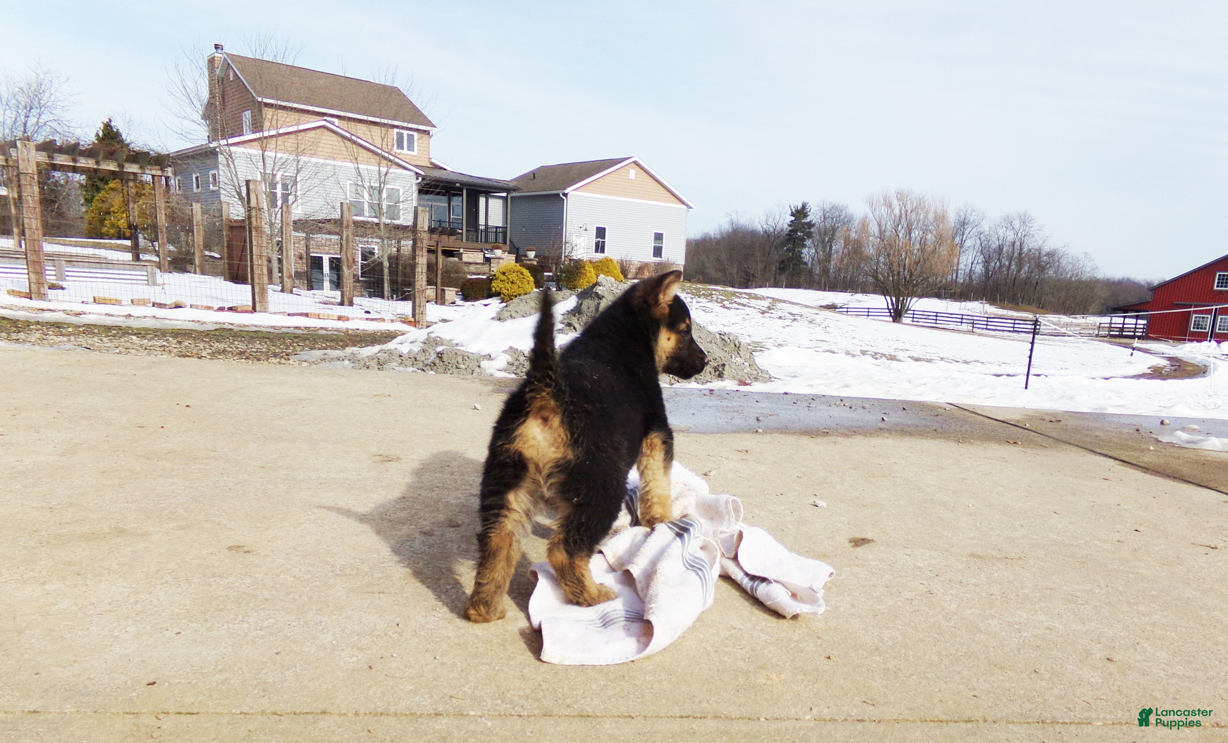 German Shepherd dogs Camile - Ad 2