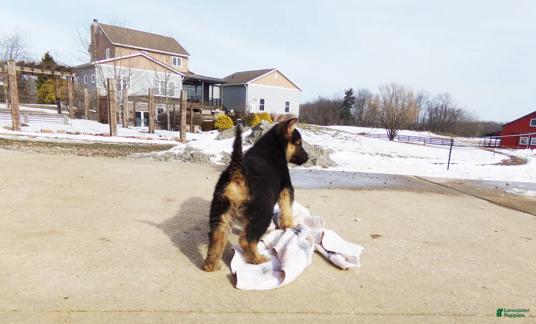 German Shepherd dogs for sale: Camile - Ad 2