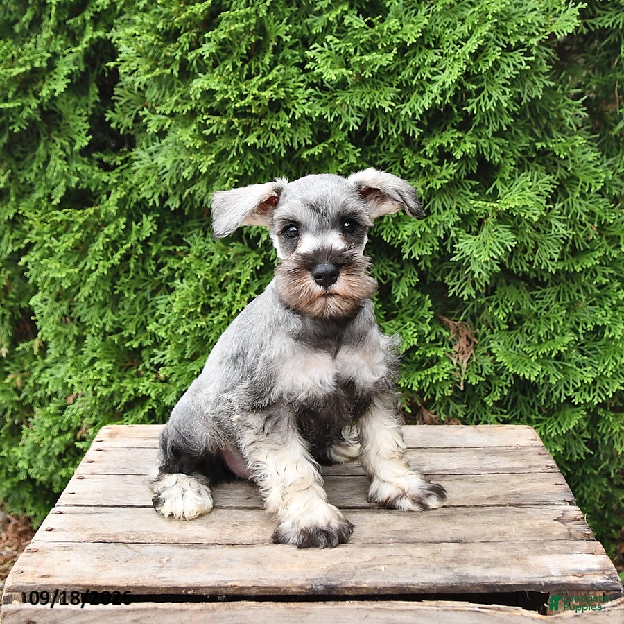 Miniature Schnauzer dogs Ben - Ad 1