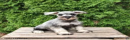 Miniature Schnauzer dogs for sale: Ben - Ad 1