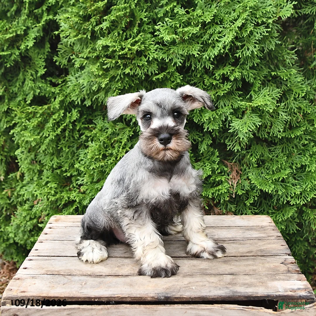 Miniature Schnauzer dogs for sale: Ben - Ad 1