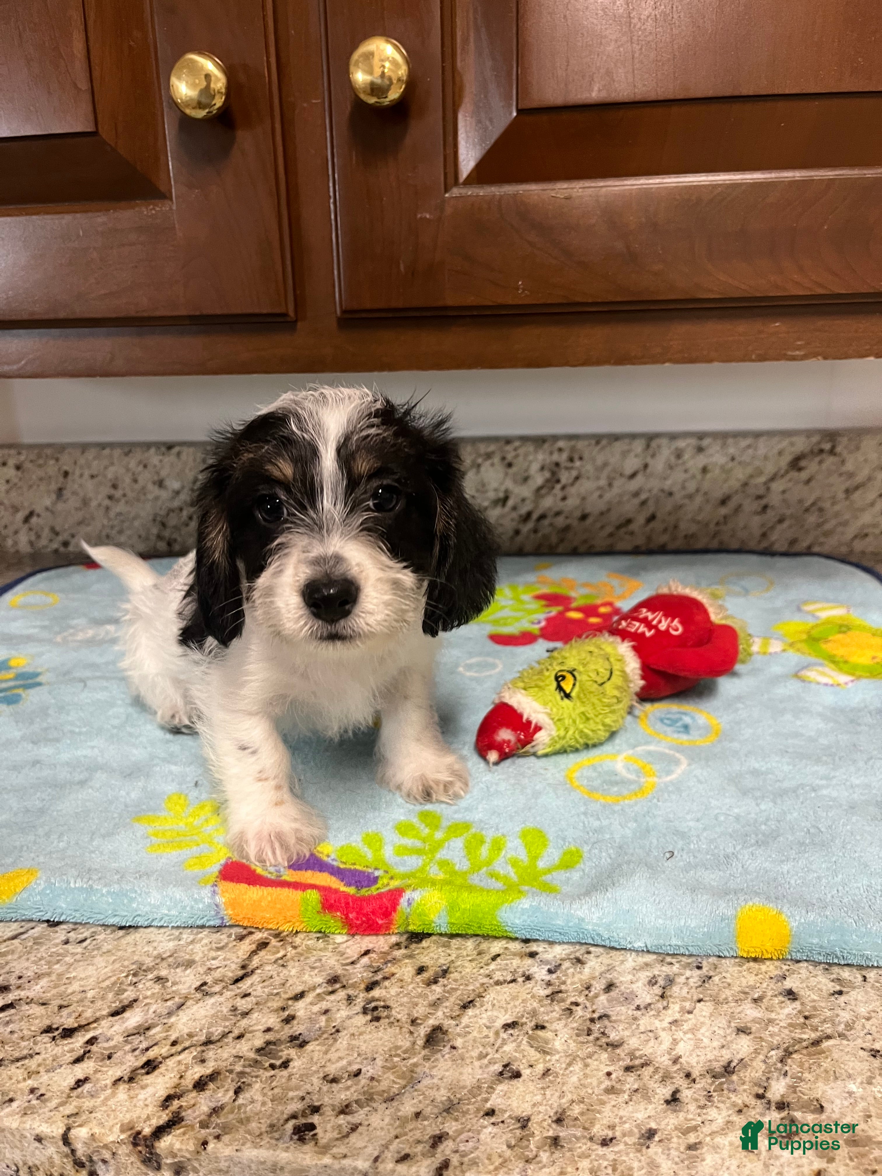 Mixed Breed dogs Colby  - Ad 2