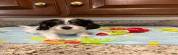 Mixed Breed dogs for sale: Colby  - Ad 2