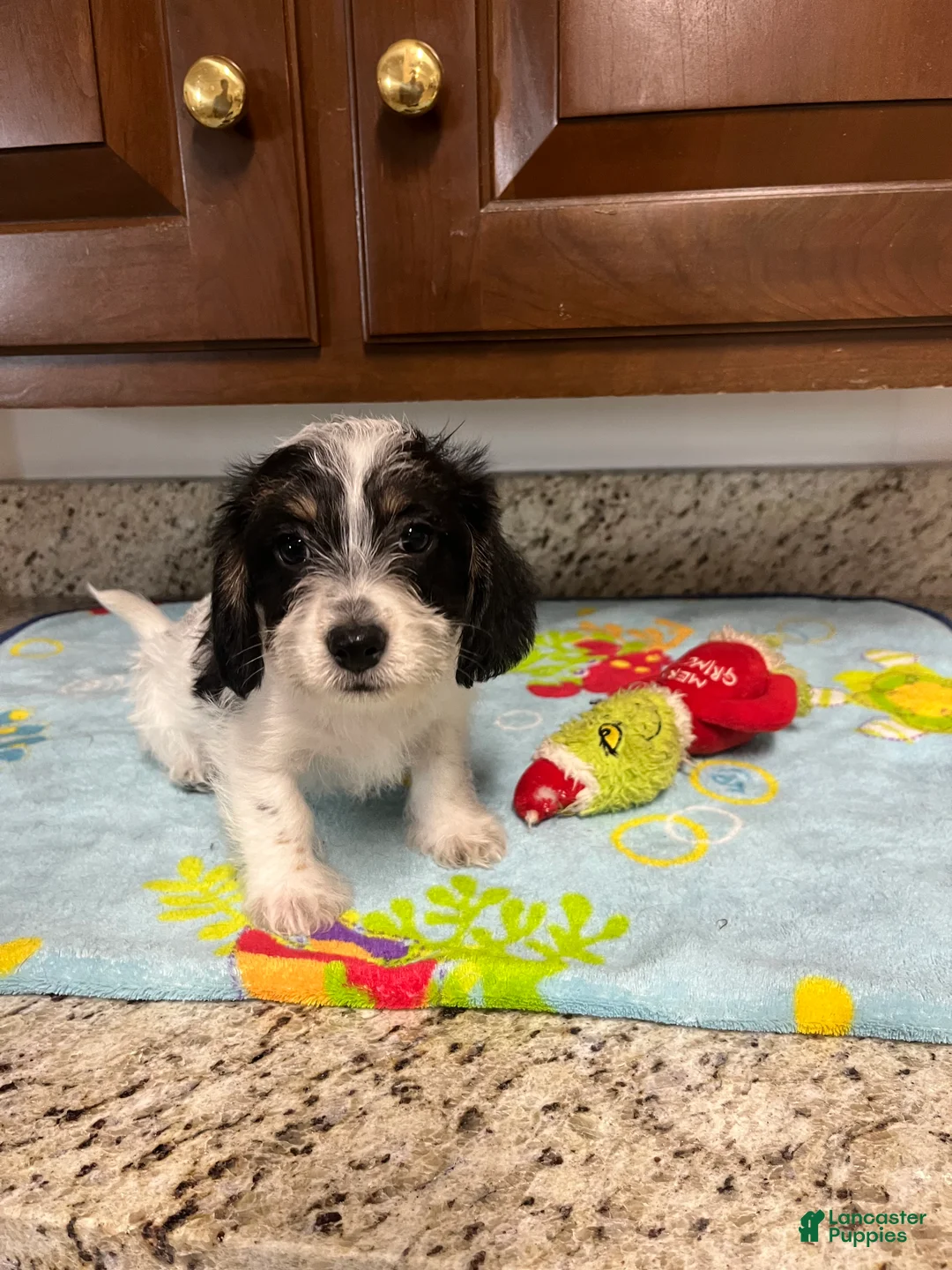 Mixed Breed dogs for sale: Colby  - Ad 2