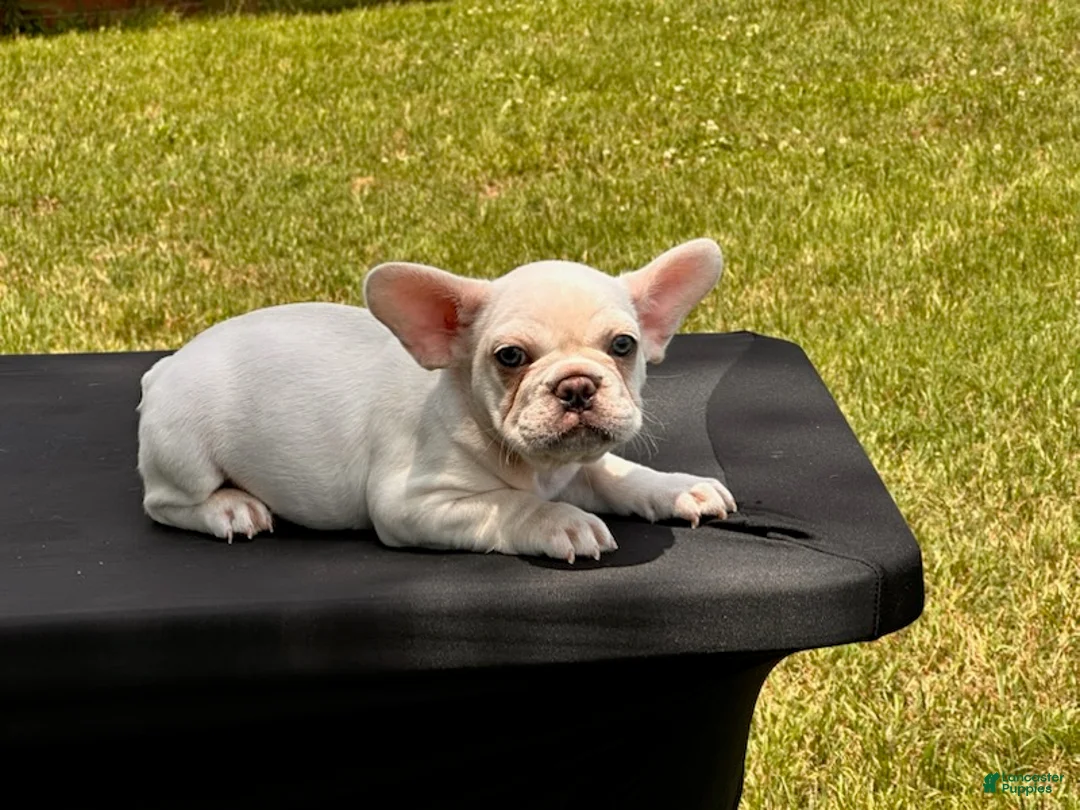 French Bulldog dogs for sale: Polar - Ad 4
