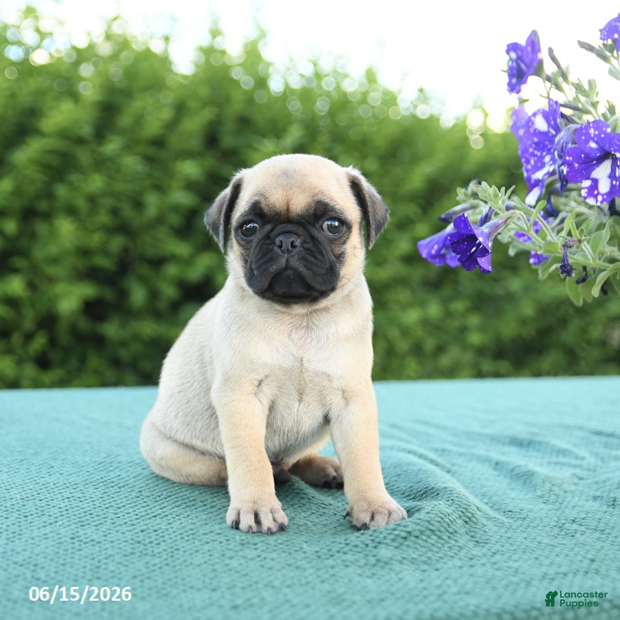 Pug dogs for sale: Jared - Ad 1