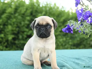 Pug dogs for sale: Jared - Ad 1