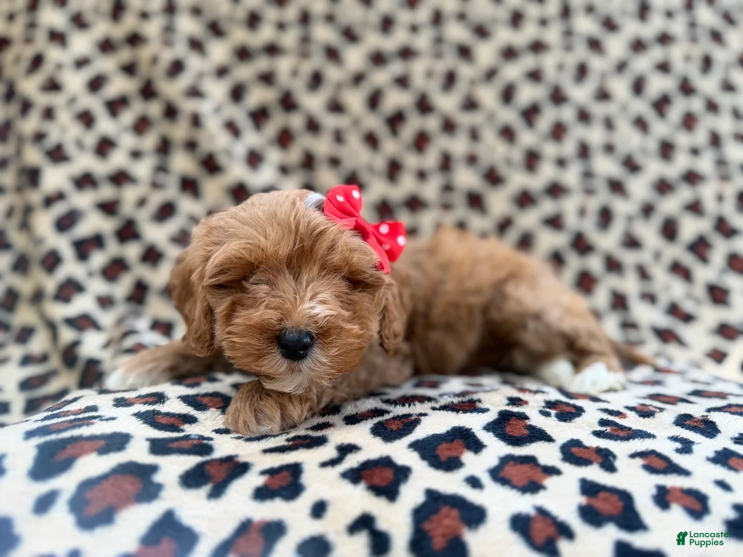 Cavapoo dogs for sale: Mercedes  - Ad 6