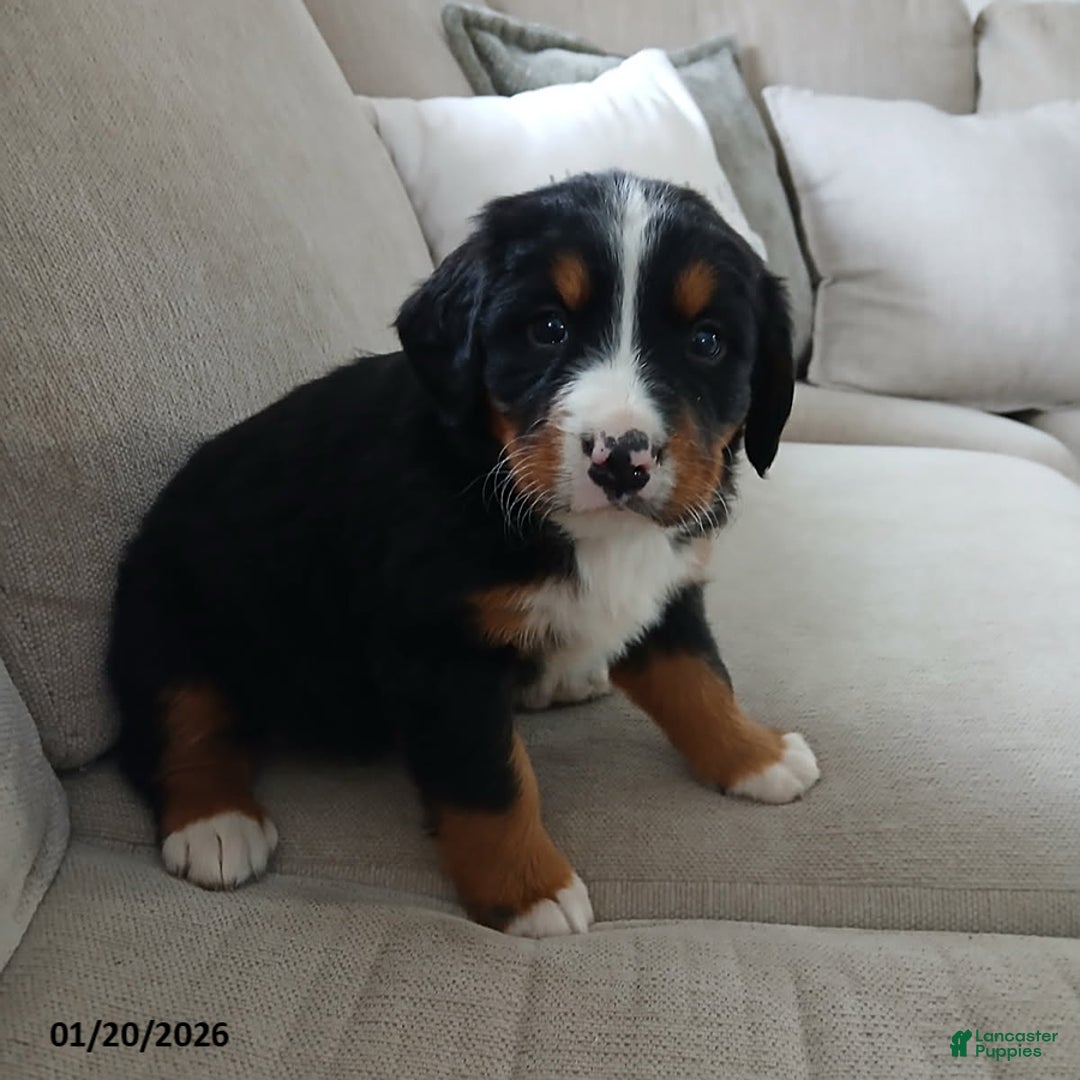 Bernese Mountain Dog dogs for sale: Ava  - Ad 3