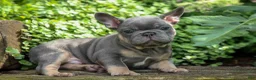 French Bulldog dogs for sale: 🐾 Mateo - Ad 4