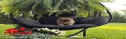 Pomeranian dogs for sale: Joey - Ad 3