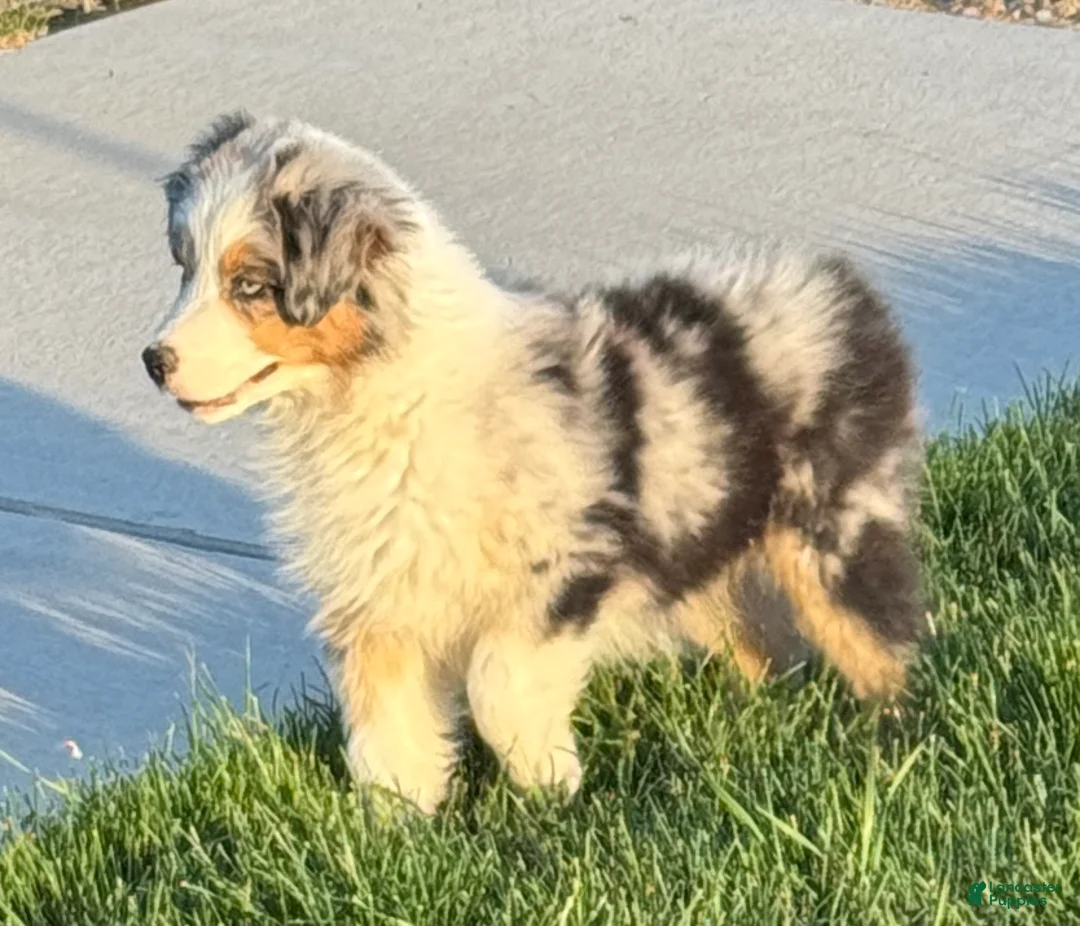 Australian Shepherd dogs for sale: Australian Shepherd Male  - Ad 1