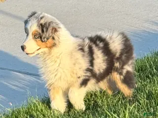 Australian Shepherd dogs Australian Shepherd Male - Ad 5