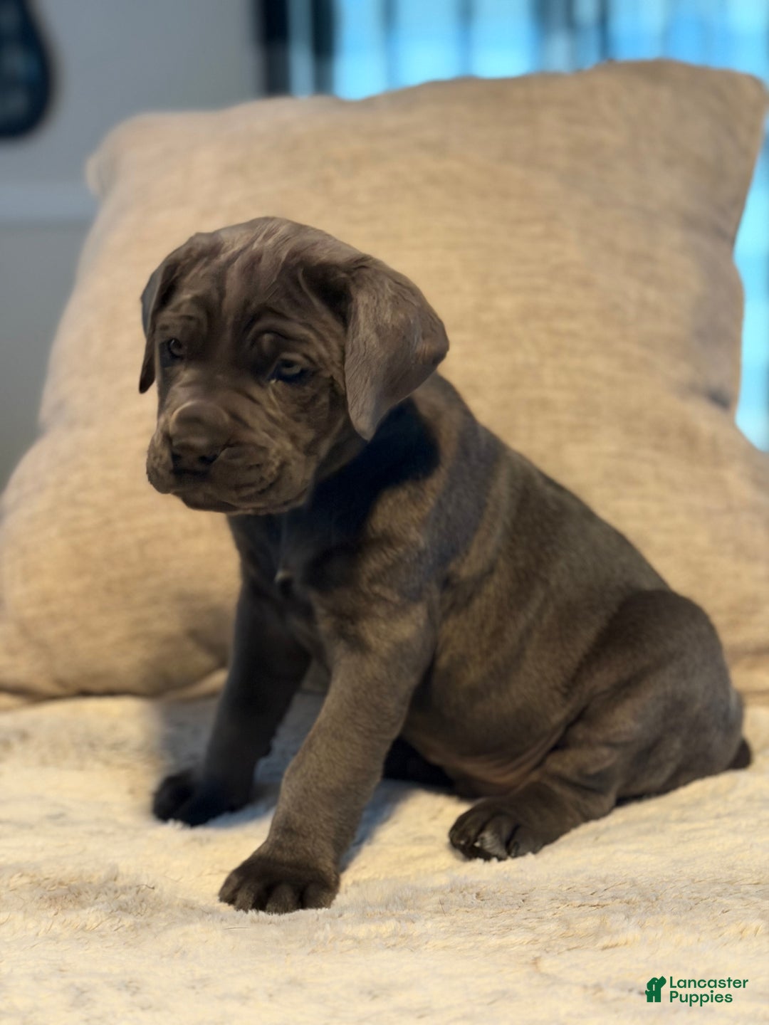 Cane Corso dogs for sale: Brutus - Ad 4