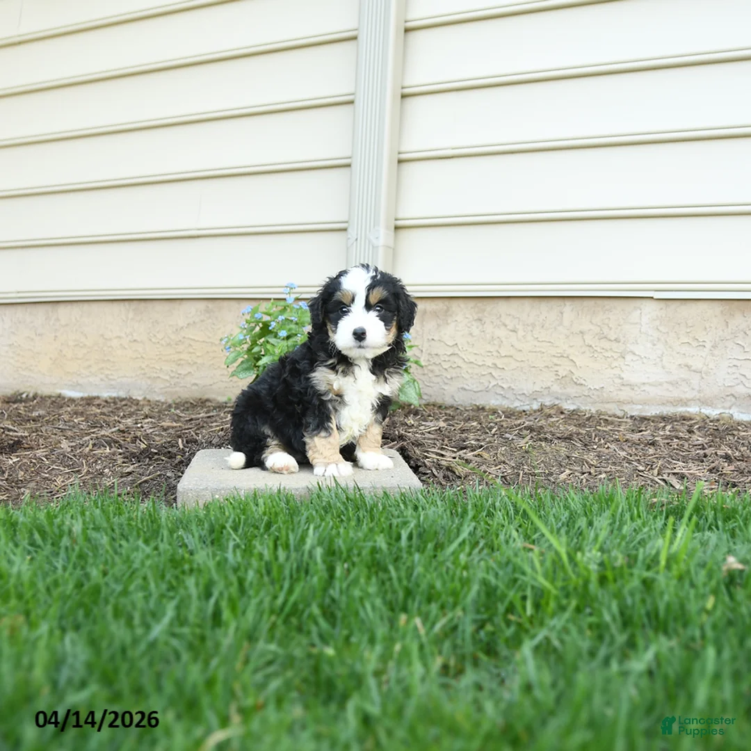 Bernedoodle dogs for sale: Jasper - Ad 1