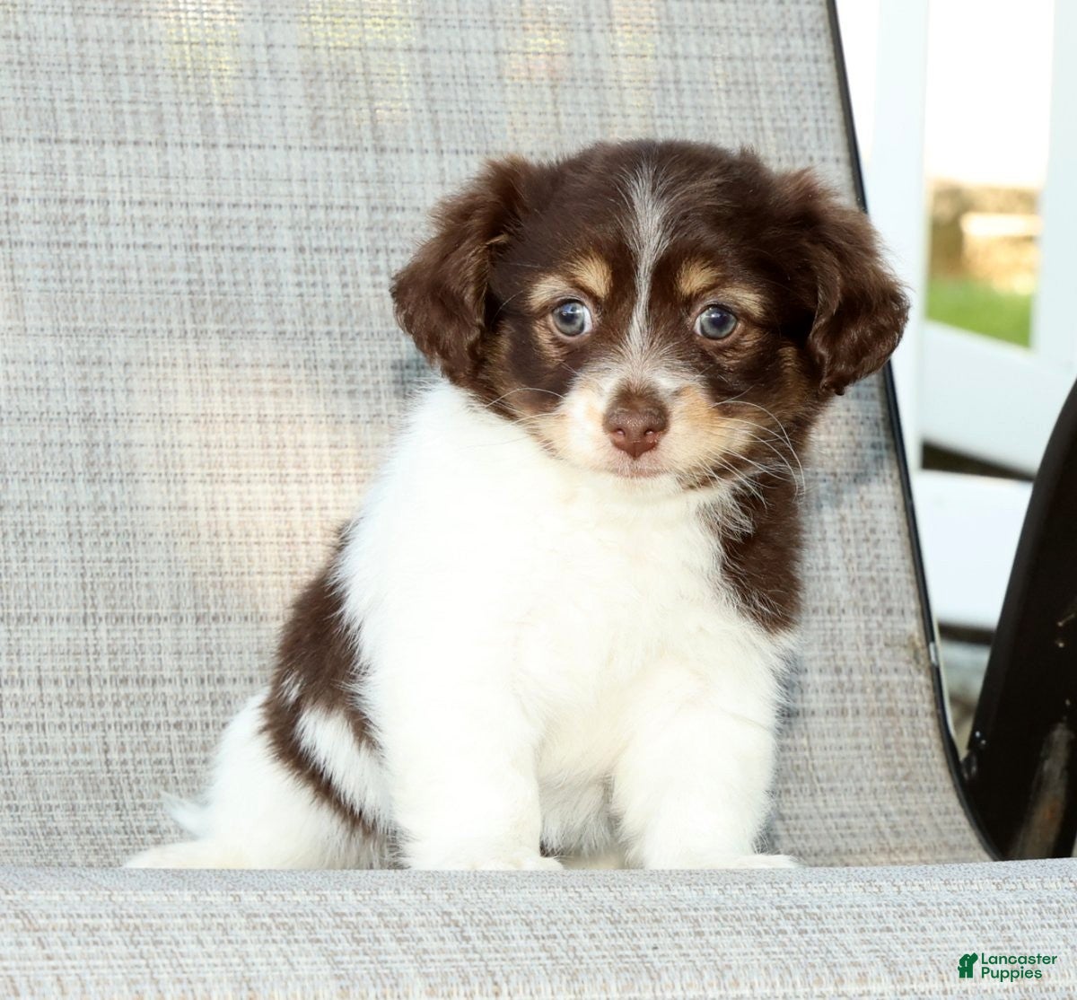 Havanese dogs for sale: Margie - Ad 7