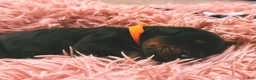 Doberman Pinscher dogs for sale: European Doberman Male (Orange collar) - Ad 5