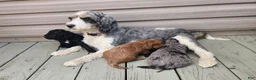 Cockapoo dogs for sale: Duke F1B - Ad 4