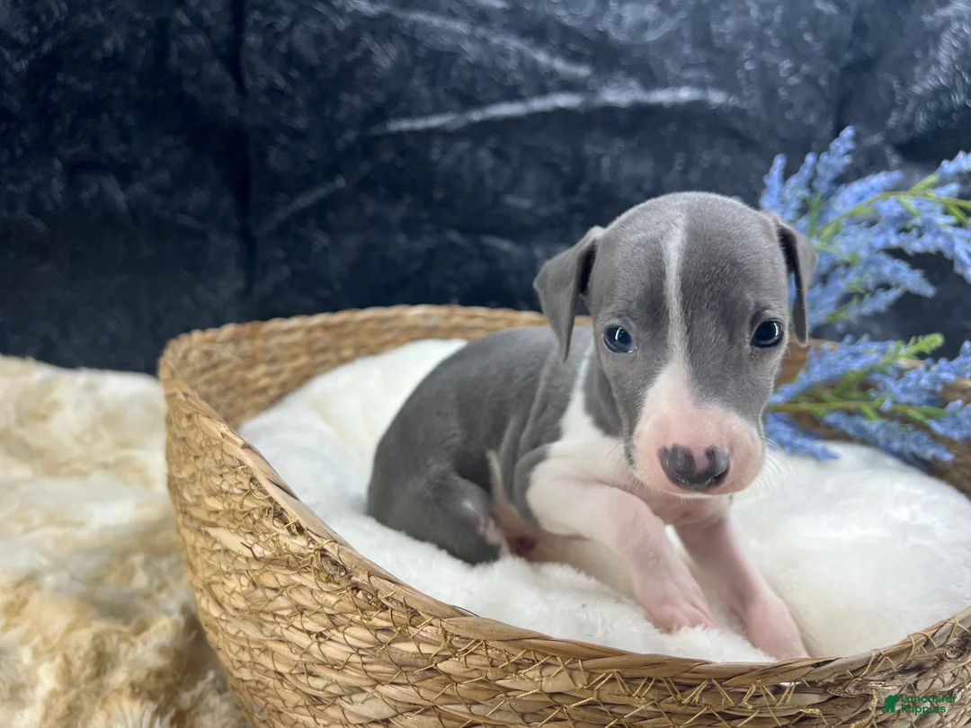 Italian Greyhound dogs for sale: Italian Greyhound 2 - Ad 8