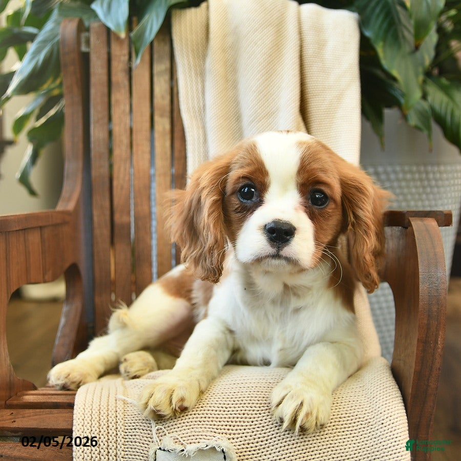 Cavalier King Charles Spaniel dogs Snickers - Ad 2