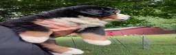 Bernese Mountain Dog dogs for sale: Hunter - male - Yellow Collar - Ad 3