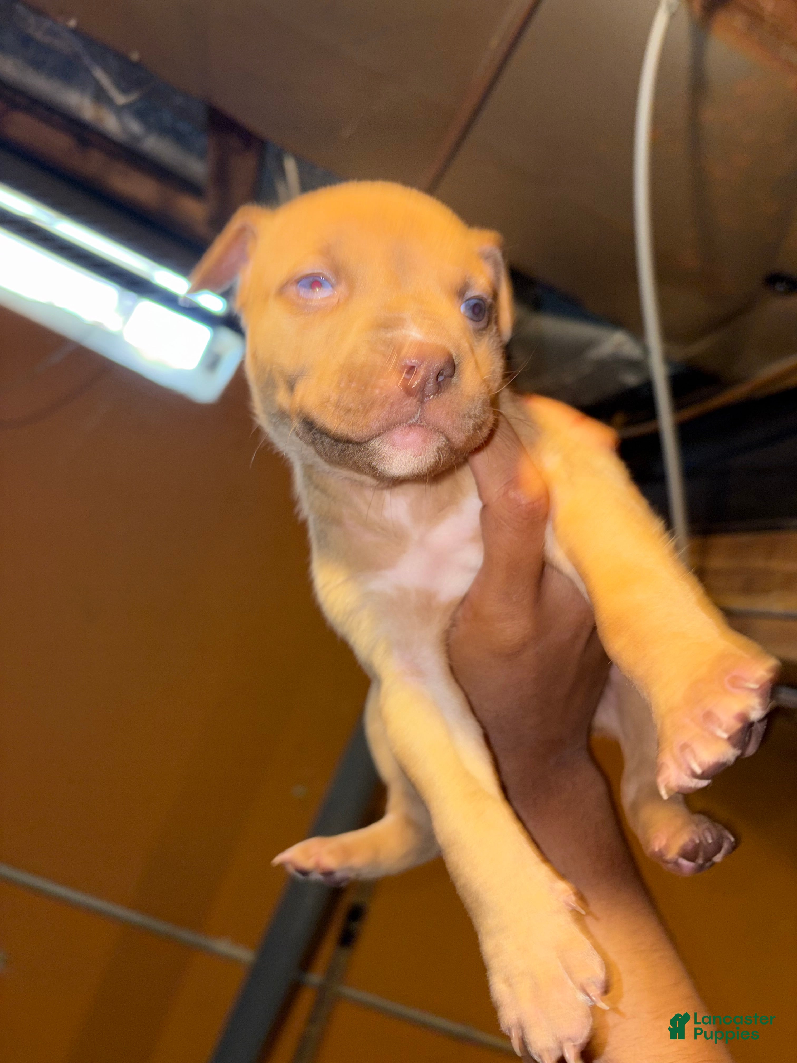 Pitsky dogs Pitsky Puppy 1 - Ad 1