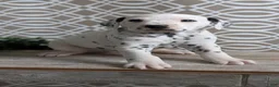 Dalmatian dogs for sale: Tyson - Ad 7
