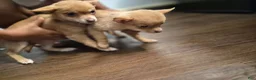 Pomchi dogs for sale: Pomchi 1 - Ad 11