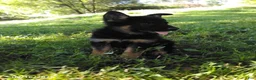 German Shepherd dogs for sale: Riley - Ad 5