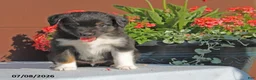 Miniature Australian Shepherd dogs for sale: Alex - Ad 3