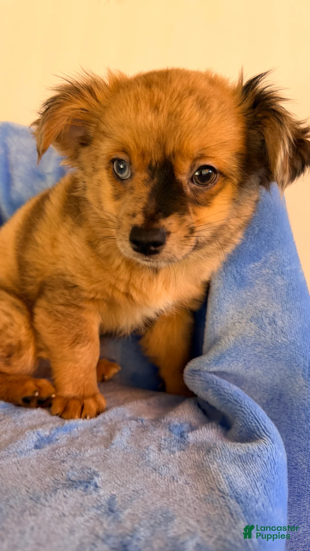 Chihuahua dogs for sale: Chihuahua 2 - Ad 2