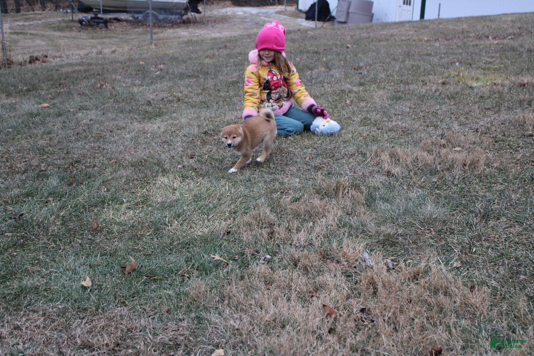 Shiba Inu dogs for sale: Wreath - Ad 9