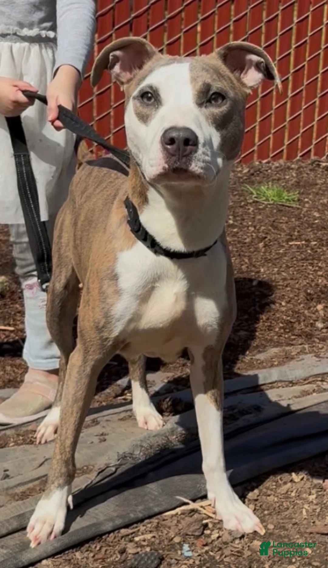 Mixed Breed dogs for sale: Atlas - Ad 2