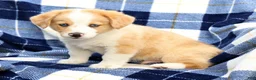 Welsh Corgi Pembroke dogs for sale: Boone - Ad 6
