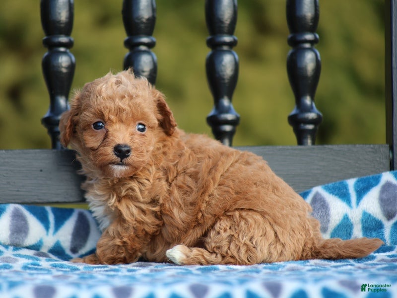 Miniature Poodle dogs Gina - Ad 34