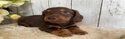 Miniature Dachshund dogs for sale: Connie - Ad 3