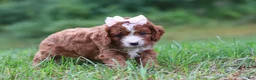 Cavapoo dogs for sale: Wilma - Ad 5