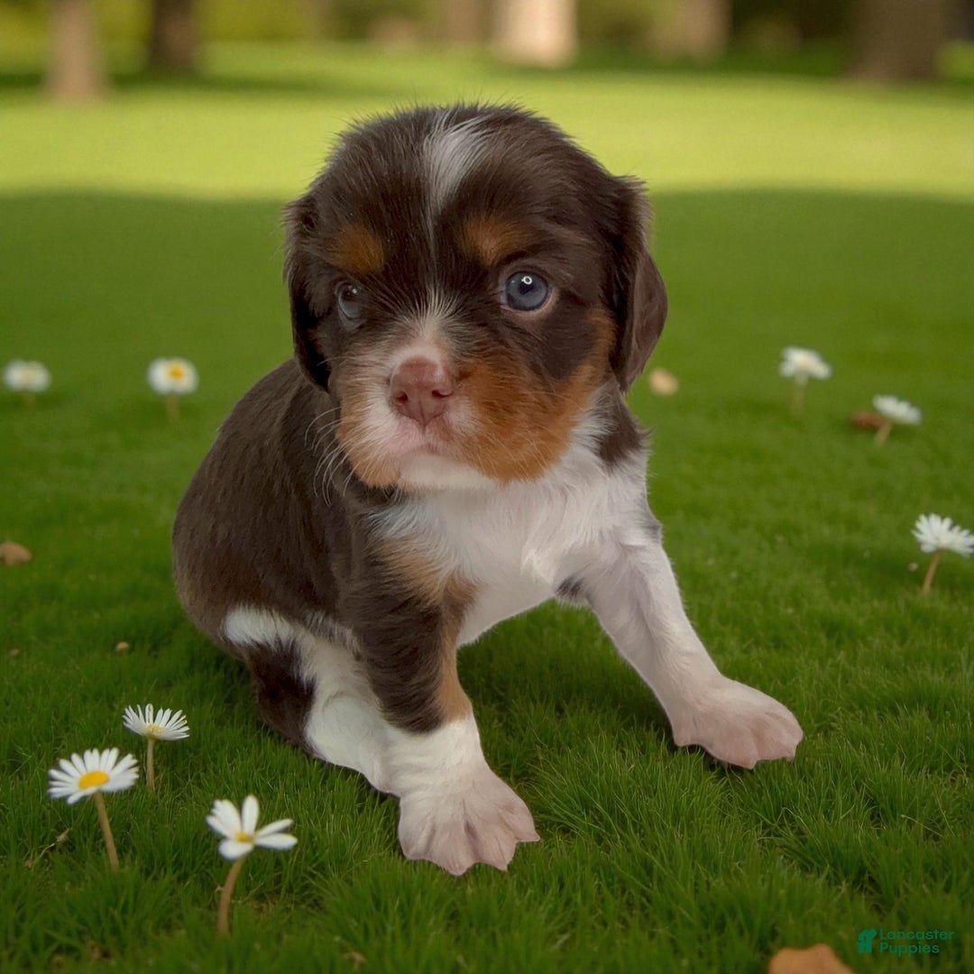 Cavalier King Charles Spaniel dogs for sale: Brownie - Ad 1