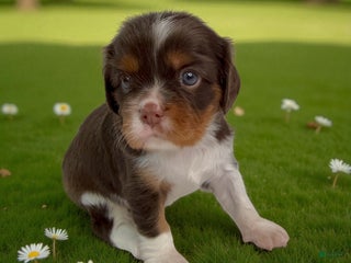 Cavalier King Charles Spaniel dogs Brownie - Ad 7