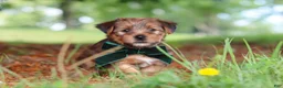 Morkie dogs for sale: Archie - Ad 1