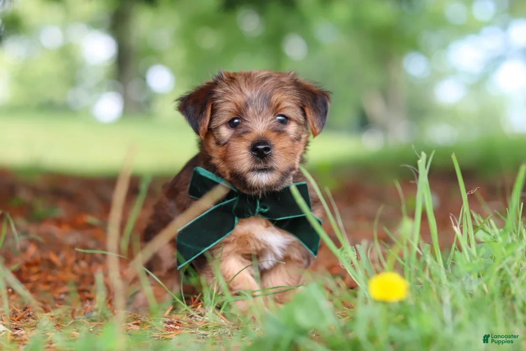 Morkie dogs for sale: Archie - Ad 1