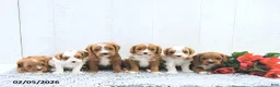 Cavapoo dogs for sale: Marlo - Ad 3