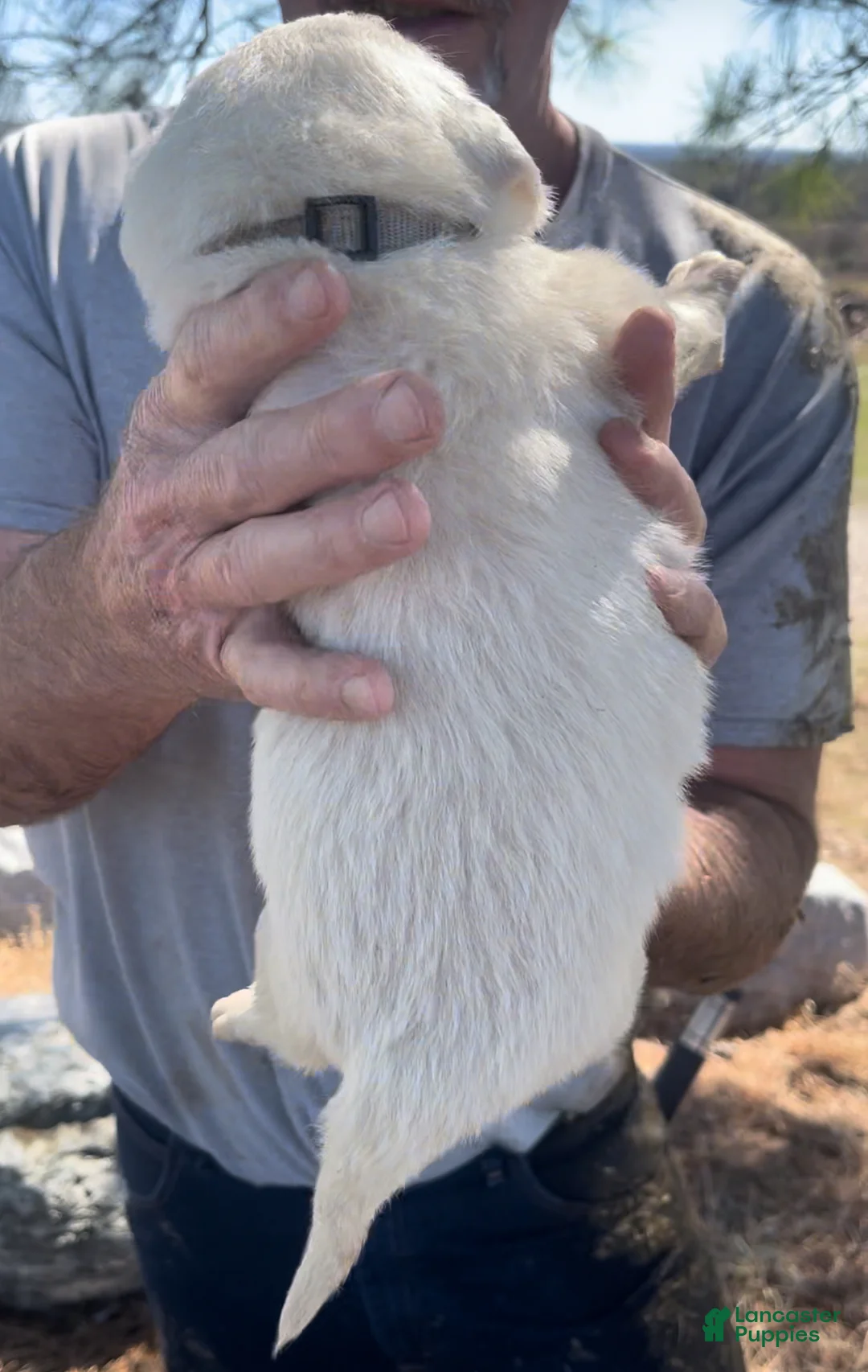 Mixed Breed dogs for sale: Mixed Breed Puppy 4 - Ad 2