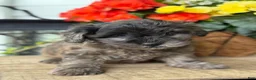 Mixed Breed dogs for sale: Quincey - Ad 4
